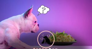 Can Dogs Eat Yellow Rice? Exploring the Risks and Benefits