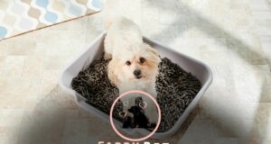 Can Small Dogs Be Litter Box Trained