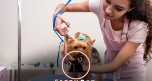 Can a Dog Get Groomed Without Shot Records? What You Need to Know