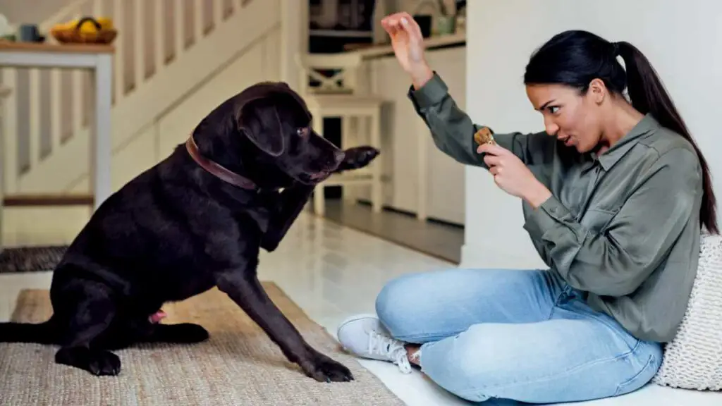  Common Questions About Positive Reinforcement Dog Training

