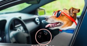 Do Car Rides Make Dogs Sleepy