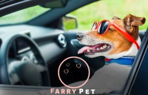 Do Car Rides Make Dogs Sleepy