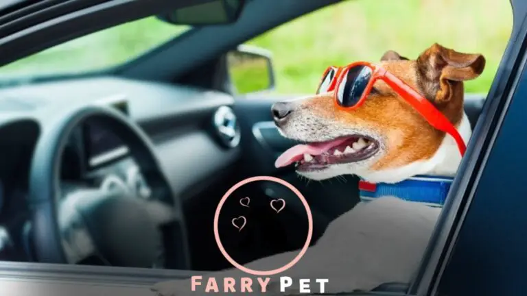 Do Car Rides Make Dogs Sleepy? [Discover Why?]