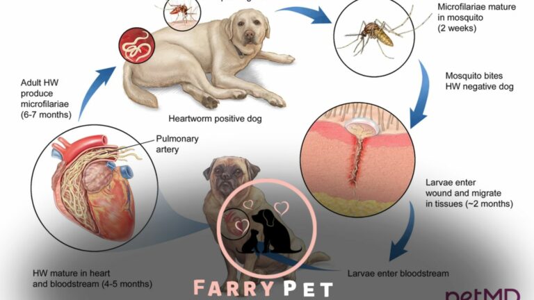 Do Heartworms Make a Dog Cough? [Surprising Truth!!]