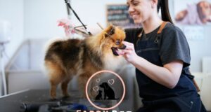 Do You Tip the Dog Groomer at PetSmart? Etiquette and Considerations
