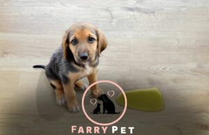 Does Neutering a Dog Help With Potty Training