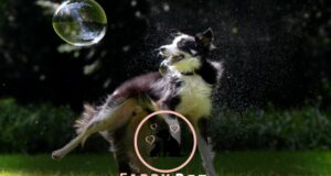 Exploring the What Is Bubble Theory Dog Training Approach