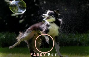 Exploring the What Is Bubble Theory Dog Training Approach