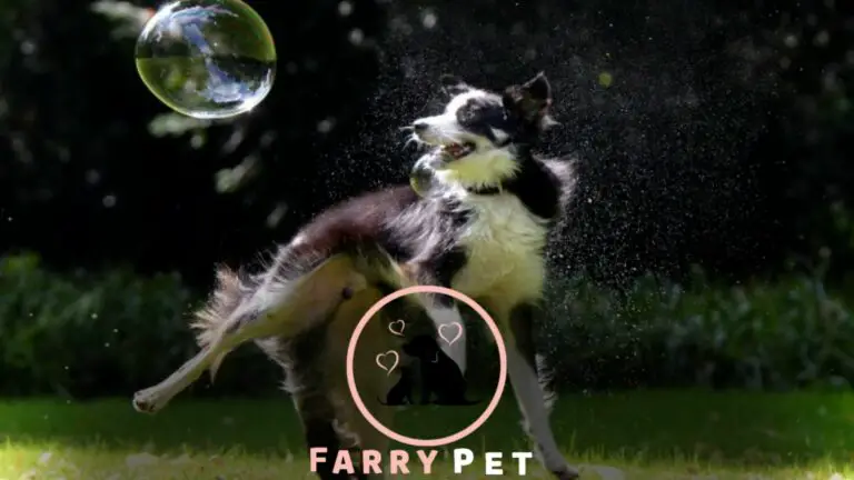 What Is Bubble Theory Dog Training Approach?