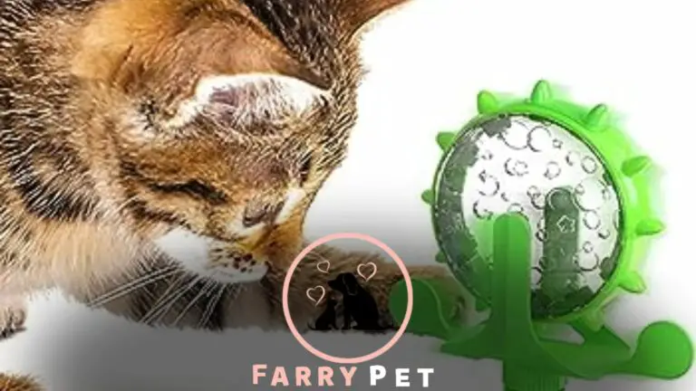 Feed the Cats’ Speed Training | Feeding Speed to Felines!!