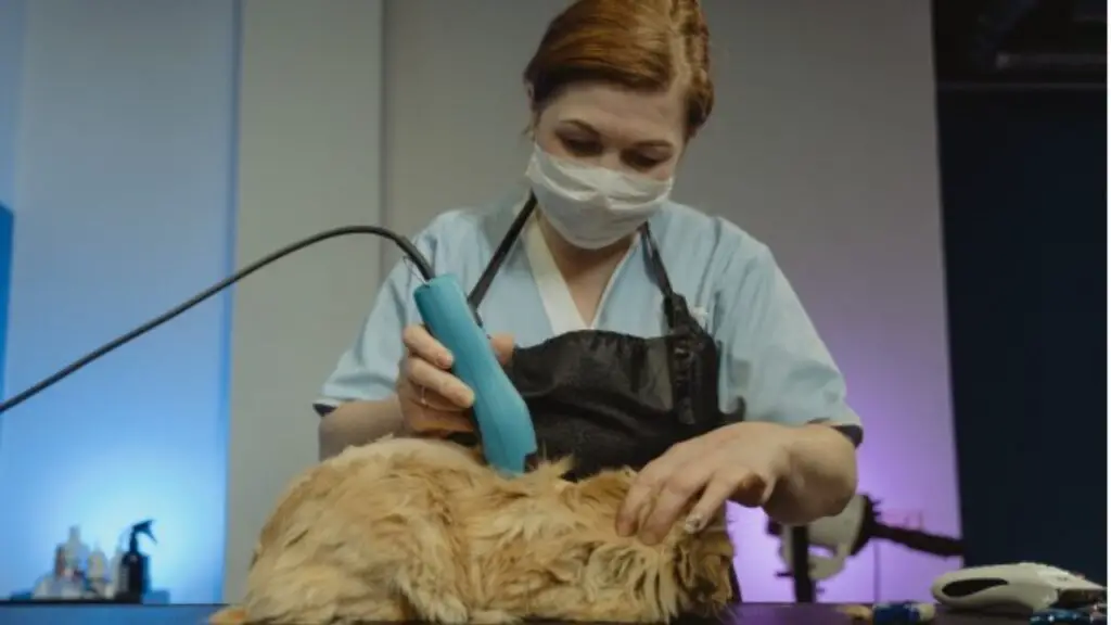 Addressing Cat Grooming Challenges