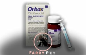 How Long Does Orbax Take to Work in Cats