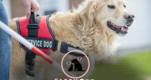 How Long Does Service Dog Training Take