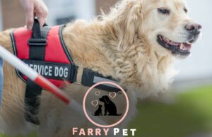 How Long Does Service Dog Training Take