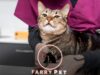 How Much is Cat Grooming at Petco: Pricing and Services