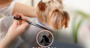 How To Knock Out a Dog For Grooming?