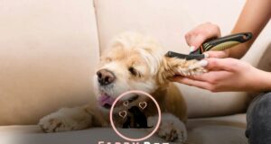 How to Restrain a Dog While Grooming: Safe and Effective Ways