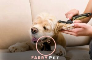 How to Restrain a Dog While Grooming: Safe and Effective Ways