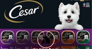 Is Cesar Dog Food Good for Shih Tzu? A Comprehensive Informational Guide