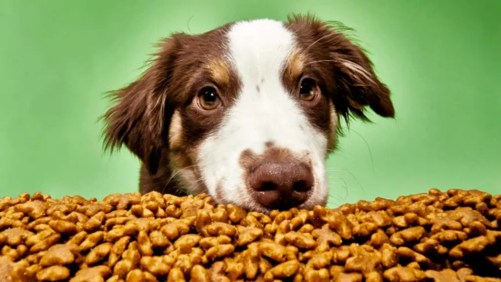 Recommended Brands for Puppy Food