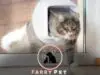 Train a Cat to Use a Cat Door