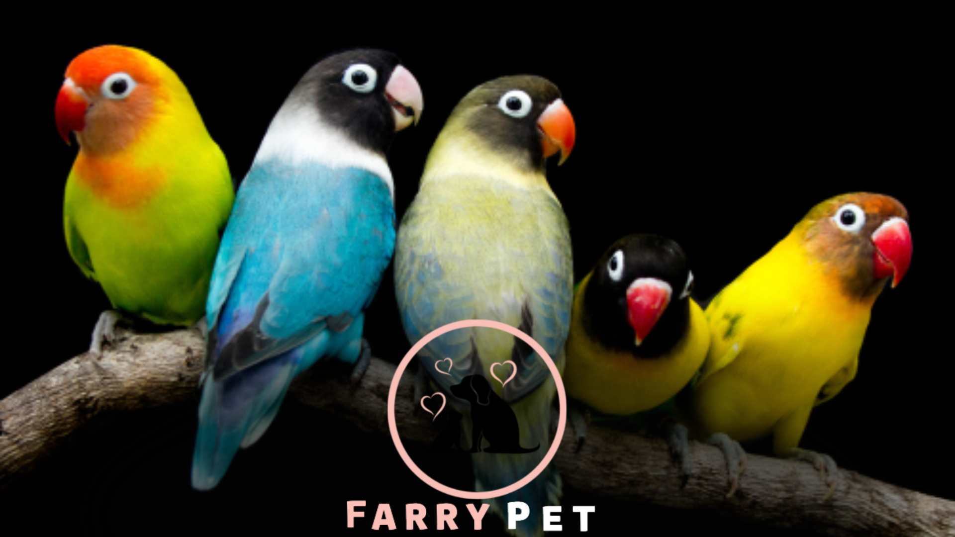 What is the Best Bird to Have As a Pet?