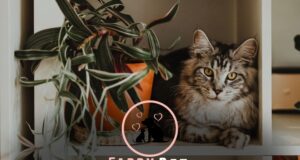 What to Do If a Cat Eats a Wandering Jew