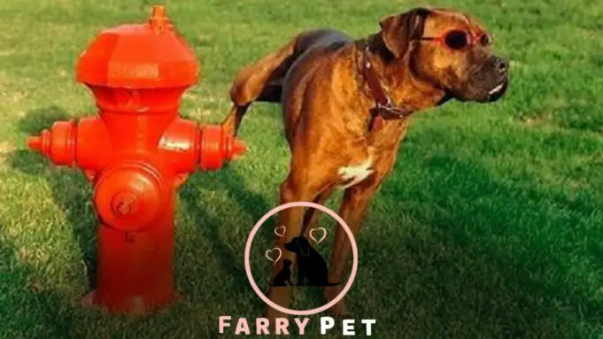 Why Do Dogs Pee on Fire Hydrants