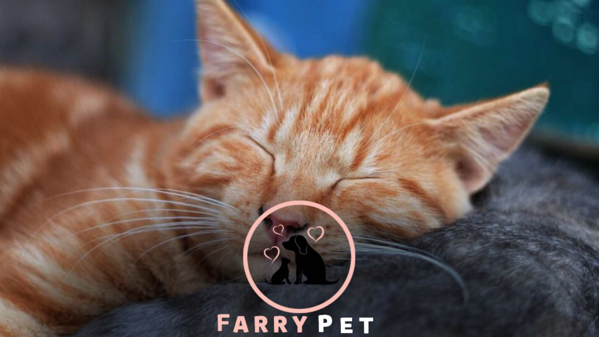 Your Guide to the Perfect First Night Sleep for Your Kitten