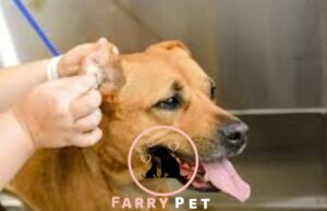 How-Do-You-Know-If-Dog-Has-Ear-Infection