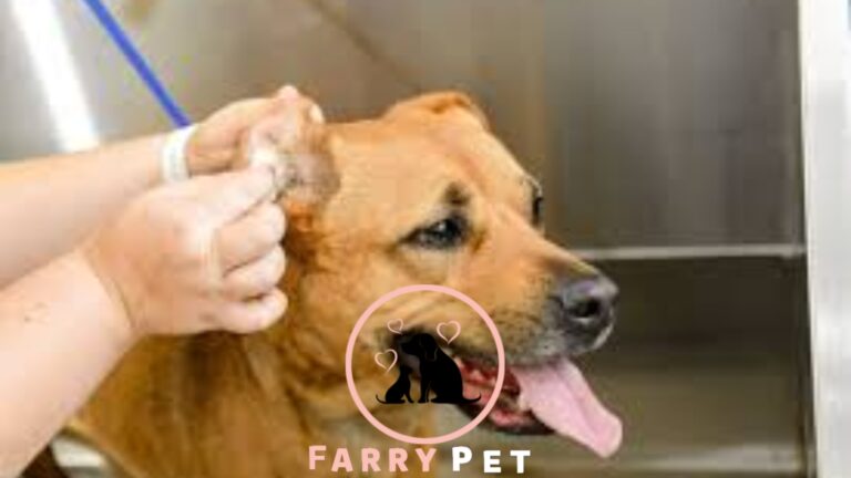 How Do You Know If Dog Has Ear Infection?