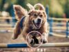 How to Get Started With Dog Agility